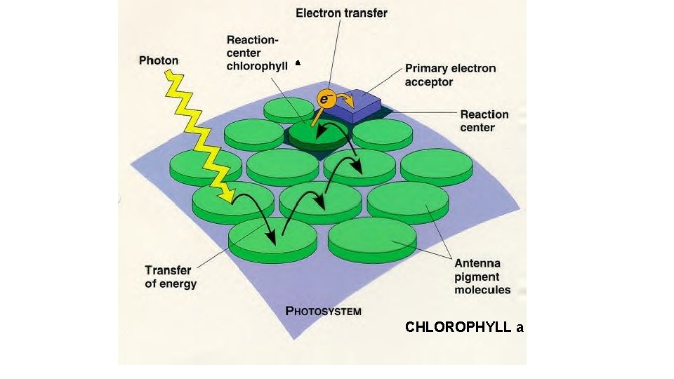 a CHLOROPHYLL a 