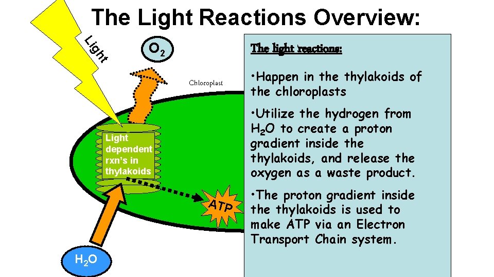 The Light Reactions Overview: t gh Li O 2 The light CO 2 reactions: