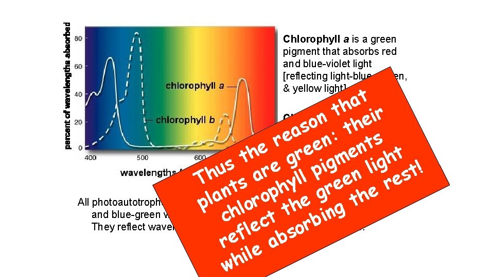 Chlorophyll a is a green pigment that absorbs red and blue-violet light [reflecting light-blue,