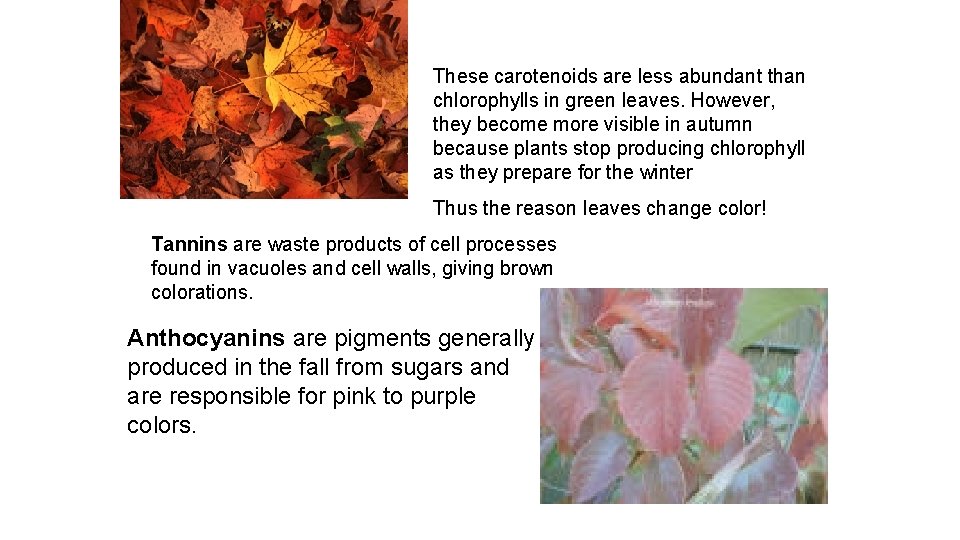 These carotenoids are less abundant than chlorophylls in green leaves. However, they become more