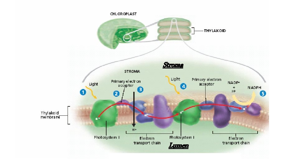 Stroma Lumen 