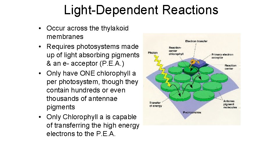 Light-Dependent Reactions • Occur across the thylakoid membranes • Requires photosystems made up of