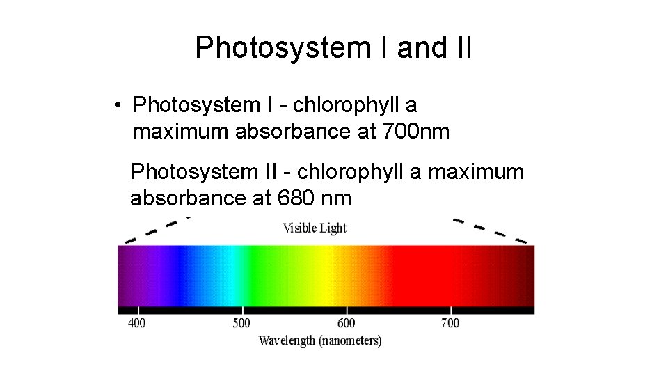 Photosystem I and II • Photosystem I - chlorophyll a maximum absorbance at 700