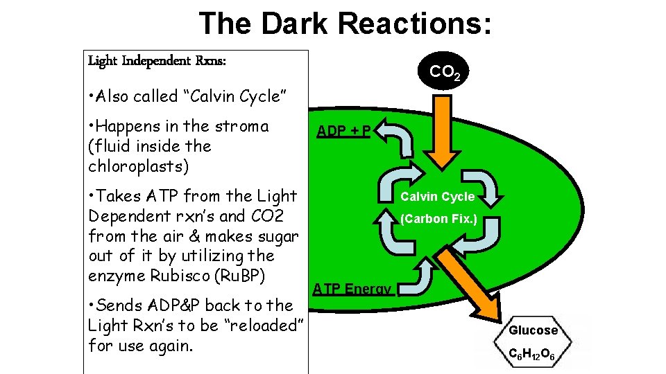 The Dark Reactions: Light Independent Rxns: CO 2 • Also called “Calvin Cycle” •