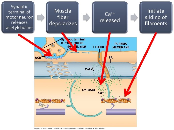 Synaptic terminal of motor neuron Synaptic cleft T TUBULE PLASMA MEMBRANE SR ACh Ca