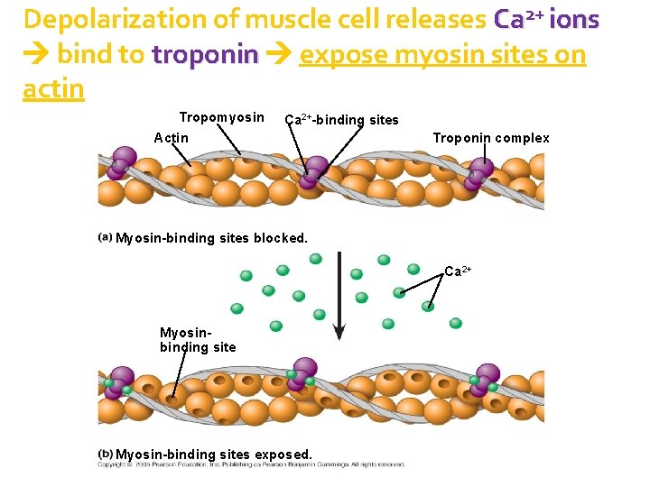 Depolarization of muscle cell releases Ca 2+ ions bind to troponin expose myosin sites