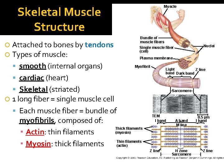 Skeletal Muscle Structure Muscle Bundle of muscle fibers Single muscle fiber (cell) Attached to