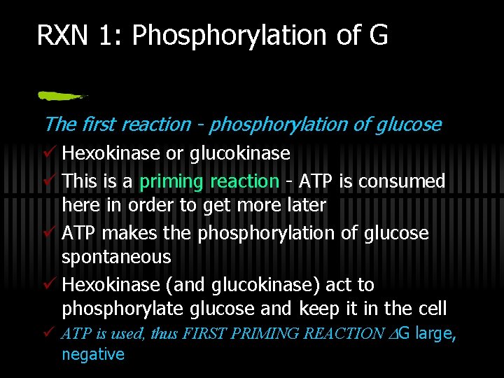 RXN 1: Phosphorylation of G The first reaction - phosphorylation of glucose ü Hexokinase
