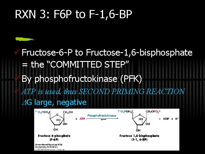 RXN 3: F 6 P to F-1, 6 -BP ü Fructose-6 -P to Fructose-1,