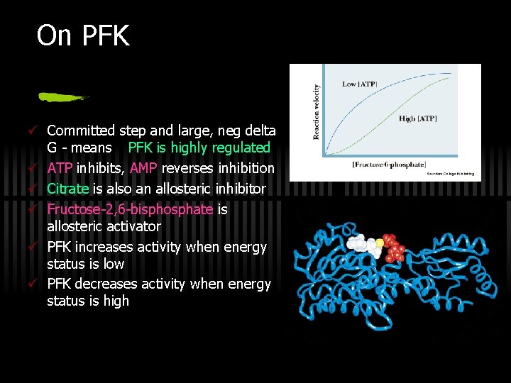 On PFK ü Committed step and large, neg delta G - means PFK is