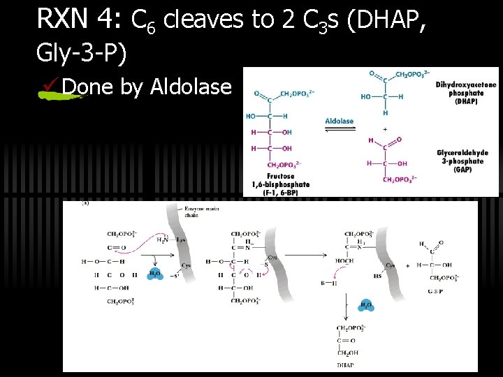 RXN 4: C 6 cleaves to 2 C 3 s (DHAP, Gly-3 -P) ü