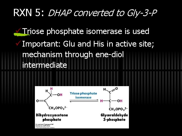 RXN 5: DHAP converted to Gly-3 -P ü Triose phosphate isomerase is used ü