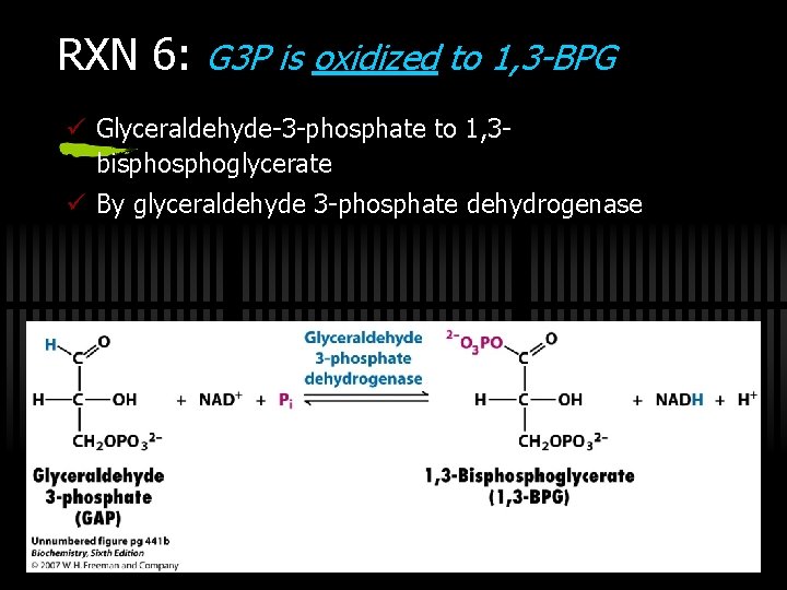 RXN 6: G 3 P is oxidized to 1, 3 -BPG ü Glyceraldehyde-3 -phosphate