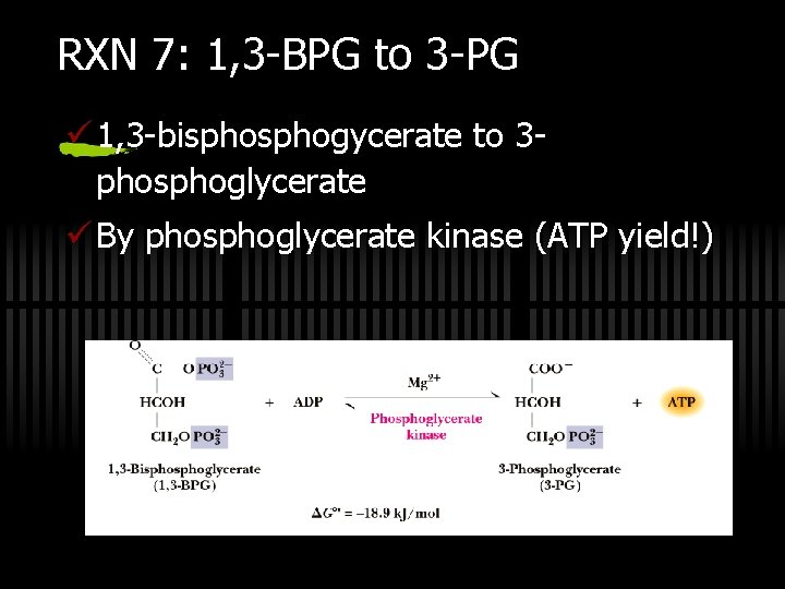 RXN 7: 1, 3 -BPG to 3 -PG ü 1, 3 -bisphogycerate to 3