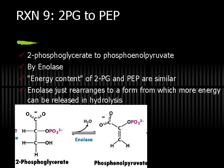 RXN 9: 2 PG to PEP ü 2 -phosphoglycerate to phosphoenolpyruvate ü By Enolase