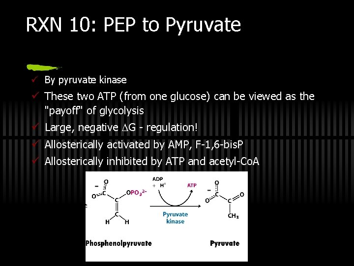 RXN 10: PEP to Pyruvate ü By pyruvate kinase ü These two ATP (from