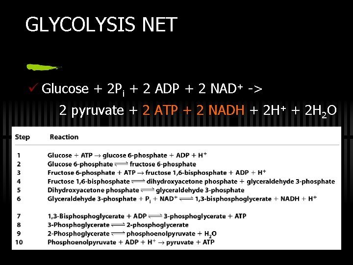 GLYCOLYSIS NET ü Glucose + 2 Pi + 2 ADP + 2 NAD+ ->