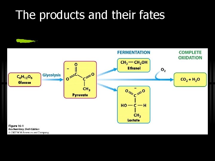 The products and their fates 