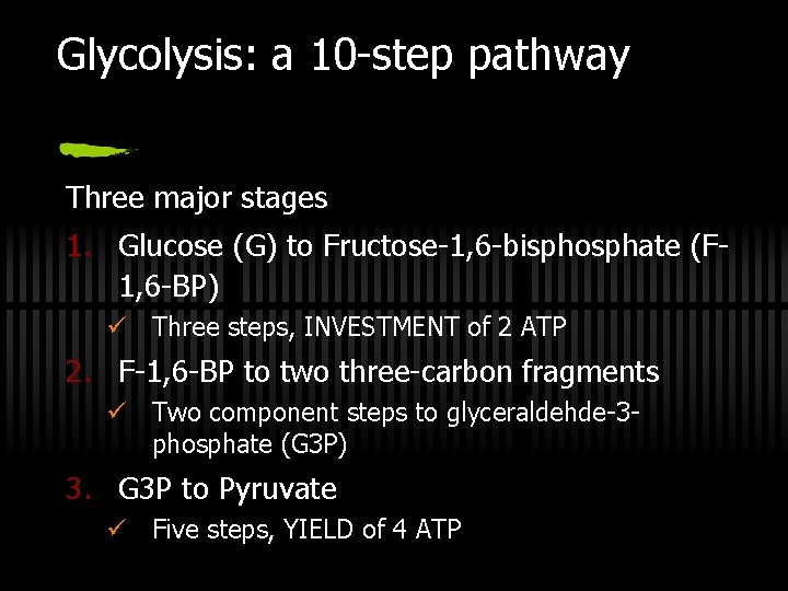 Glycolysis: a 10 -step pathway Three major stages 1. Glucose (G) to Fructose-1, 6