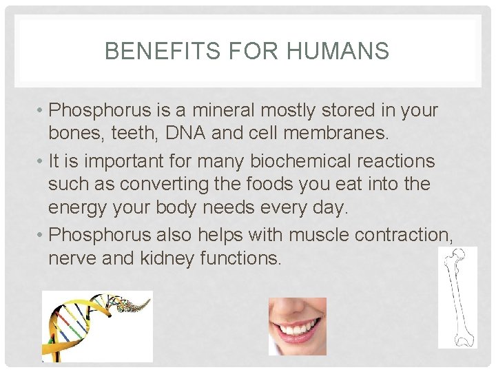 BENEFITS FOR HUMANS • Phosphorus is a mineral mostly stored in your bones, teeth,