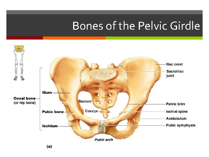 Bones of the Pelvic Girdle 