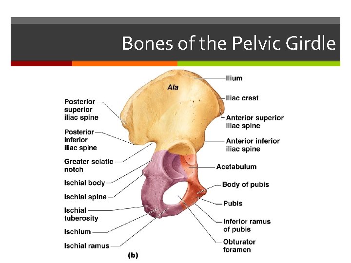 Bones of the Pelvic Girdle 