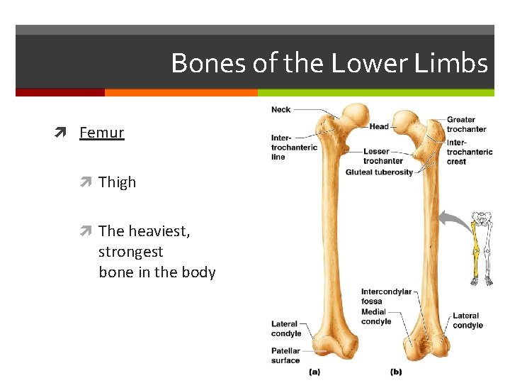 Bones of the Lower Limbs Femur Thigh The heaviest, strongest bone in the body