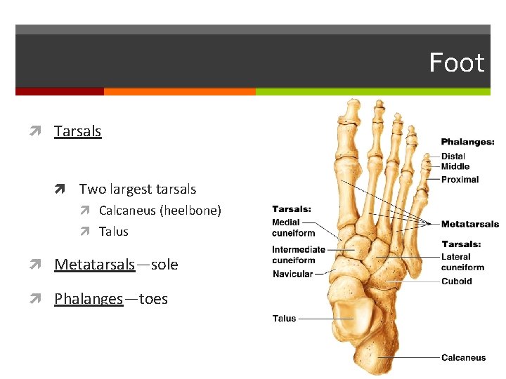 Foot Tarsals Two largest tarsals Calcaneus (heelbone) Talus Metatarsals—sole Phalanges—toes 