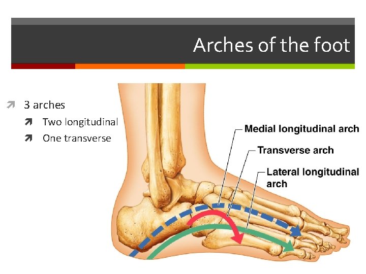 Arches of the foot 3 arches Two longitudinal One transverse 