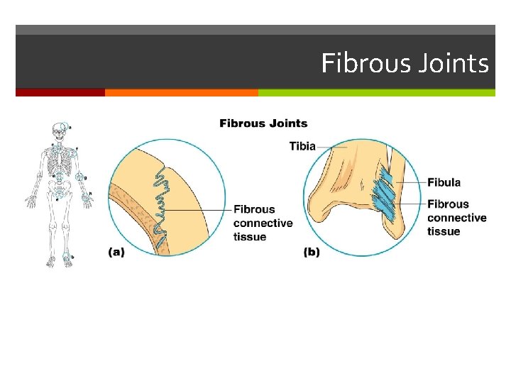 Fibrous Joints 