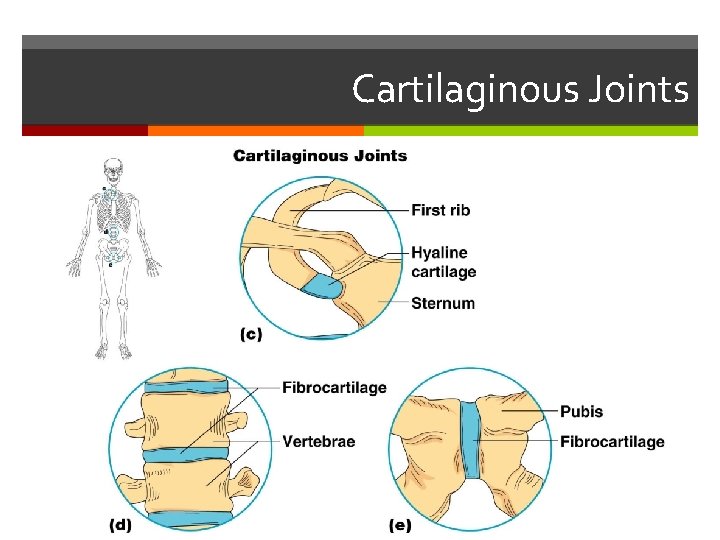 Cartilaginous Joints 