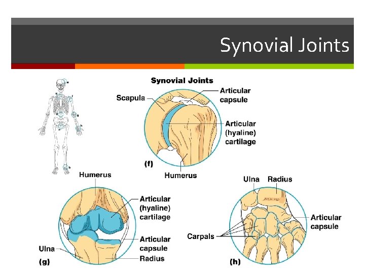 Synovial Joints 