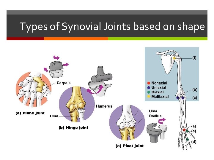Types of Synovial Joints based on shape 