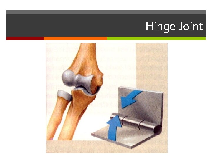 Hinge Joint 