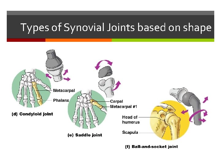 Types of Synovial Joints based on shape 