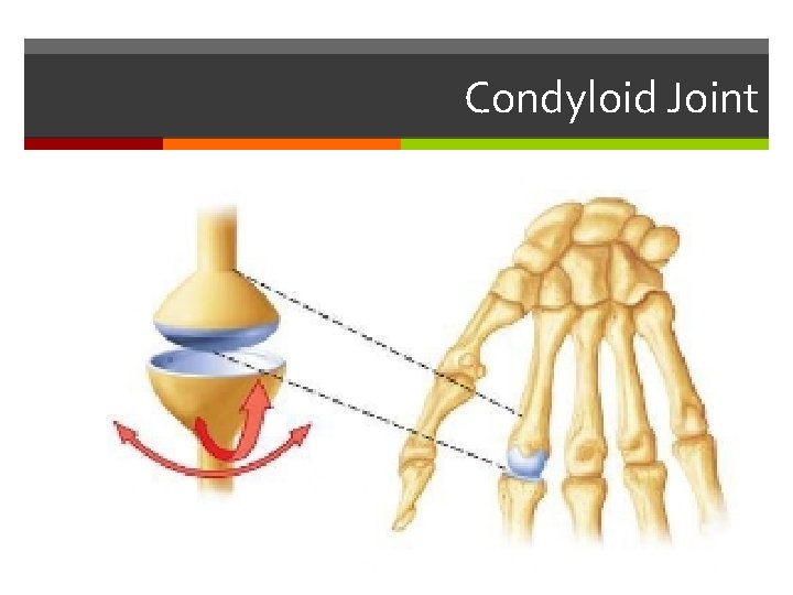 Condyloid Joint 