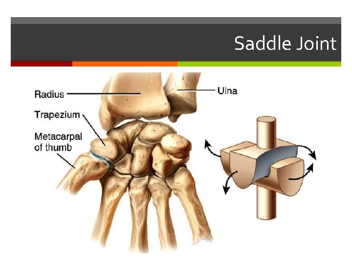 Saddle Joint 