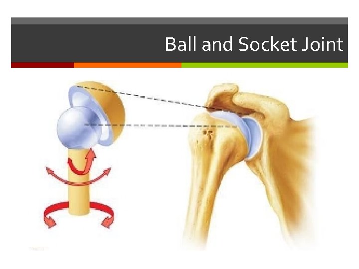Ball and Socket Joint 