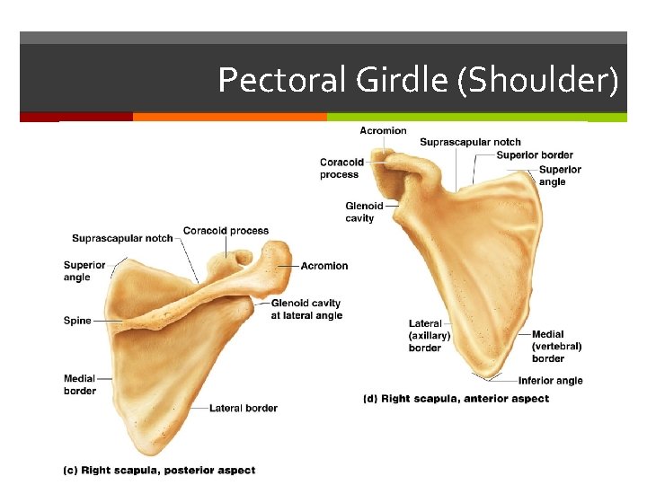 Pectoral Girdle (Shoulder) 