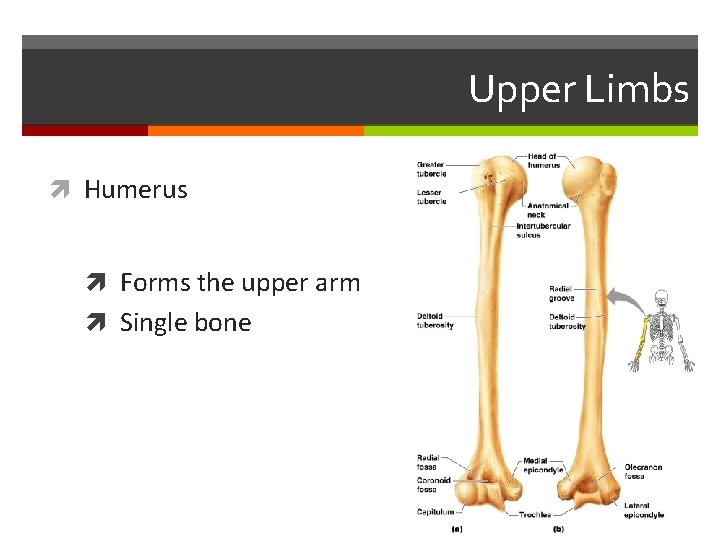 Upper Limbs Humerus Forms the upper arm Single bone 
