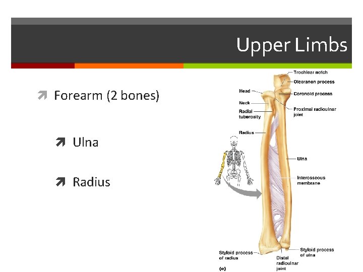 Upper Limbs Forearm (2 bones) Ulna Radius 