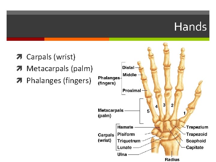 Hands Carpals (wrist) Metacarpals (palm) Phalanges (fingers) 