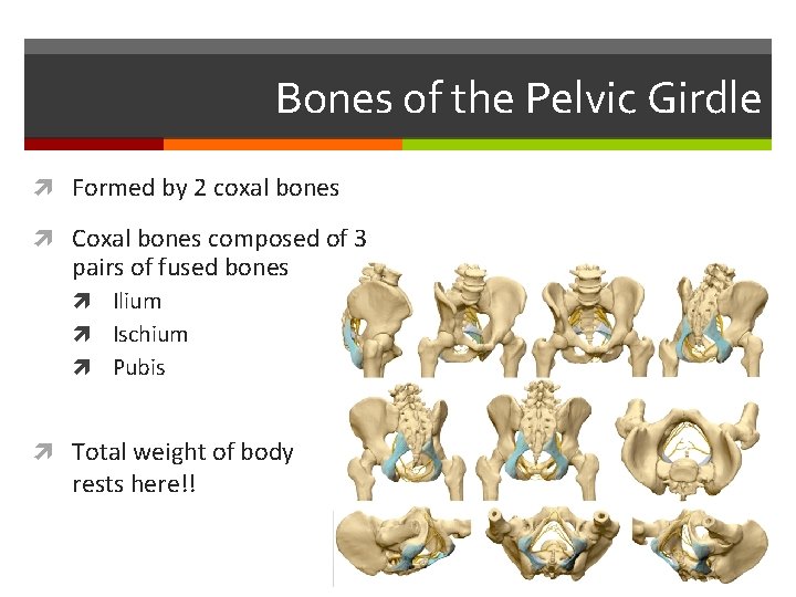 Bones of the Pelvic Girdle Formed by 2 coxal bones Coxal bones composed of