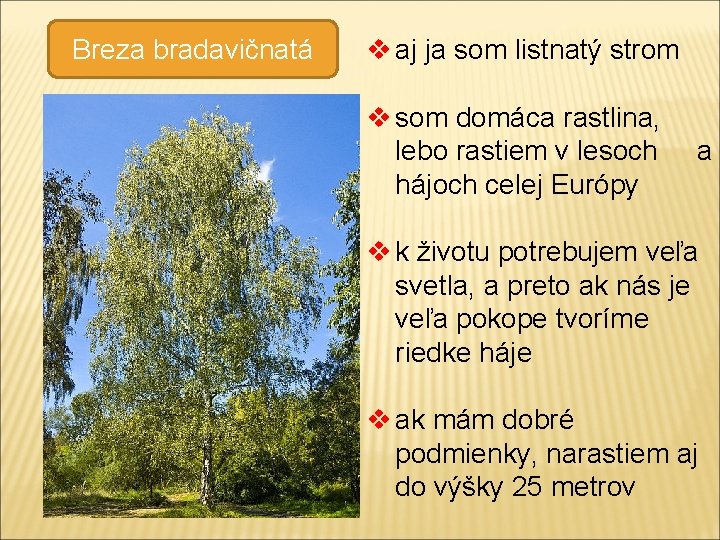 Breza bradavičnatá v aj ja som listnatý strom v som domáca rastlina, lebo rastiem