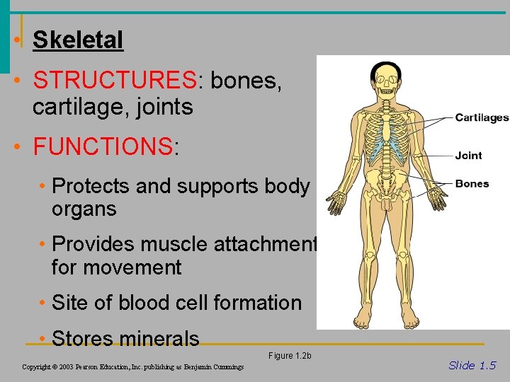  • Skeletal • STRUCTURES: bones, cartilage, joints • FUNCTIONS: • Protects and supports