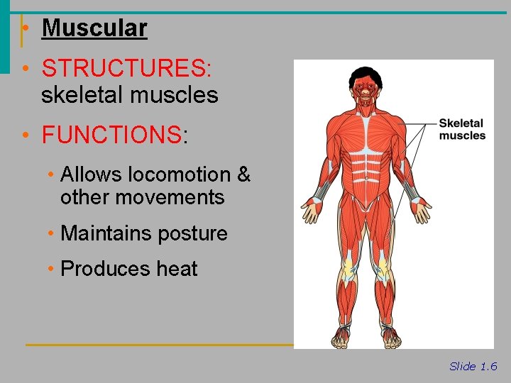  • Muscular • STRUCTURES: skeletal muscles • FUNCTIONS: • Allows locomotion & other