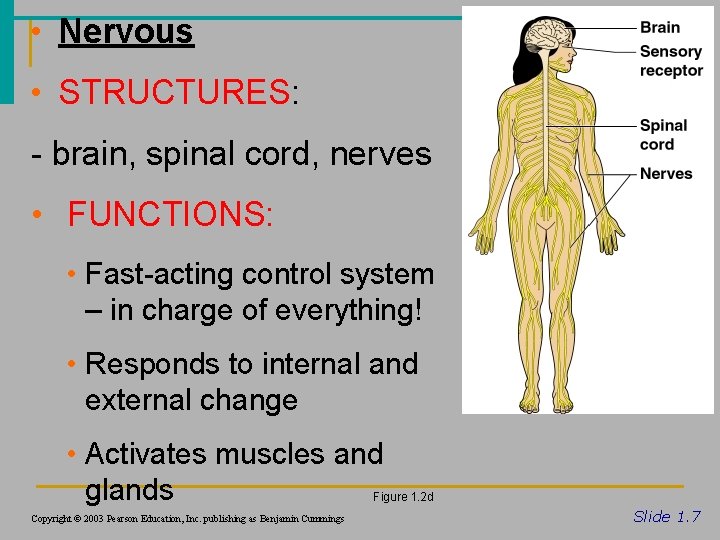  • Nervous • STRUCTURES: - brain, spinal cord, nerves • FUNCTIONS: • Fast-acting
