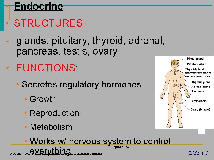  • Endocrine • STRUCTURES: - glands: pituitary, thyroid, adrenal, pancreas, testis, ovary •