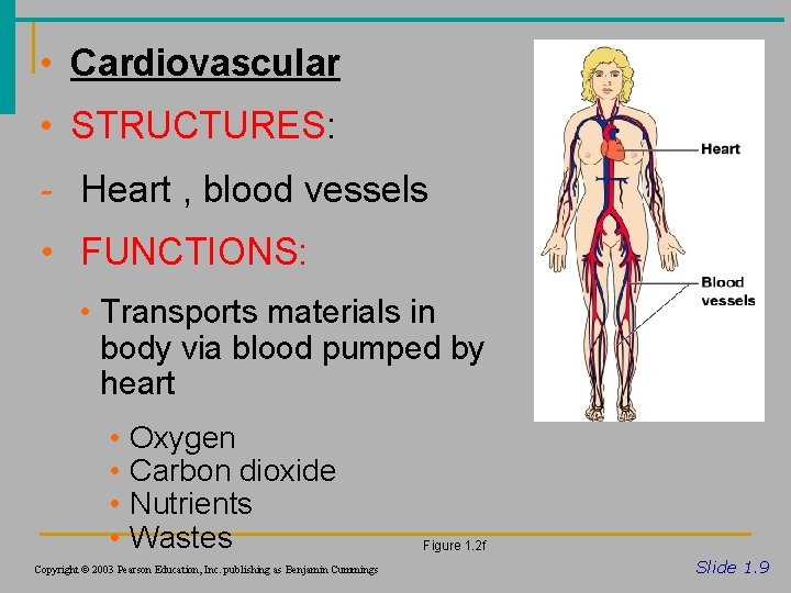  • Cardiovascular • STRUCTURES: - Heart , blood vessels • FUNCTIONS: • Transports