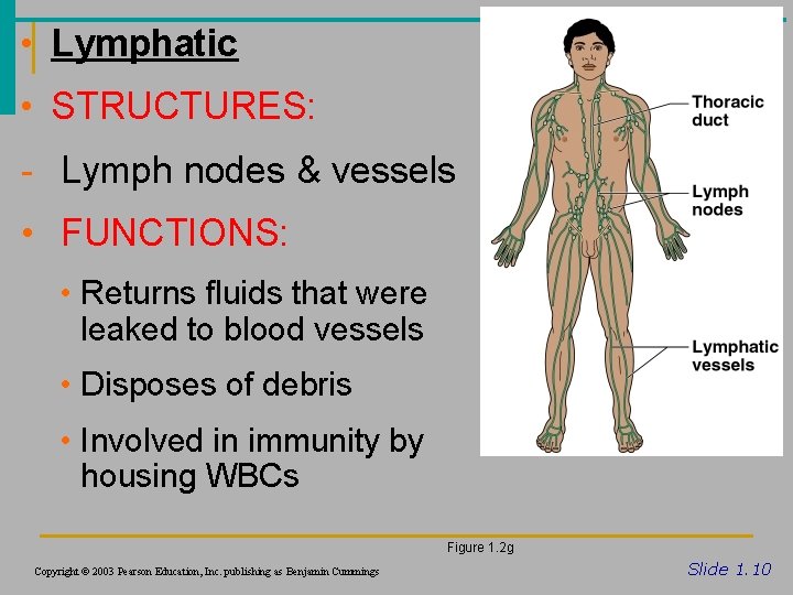  • Lymphatic • STRUCTURES: - Lymph nodes & vessels • FUNCTIONS: • Returns